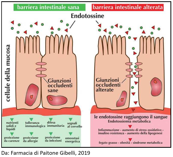 struttura cellulare dell'Intestino