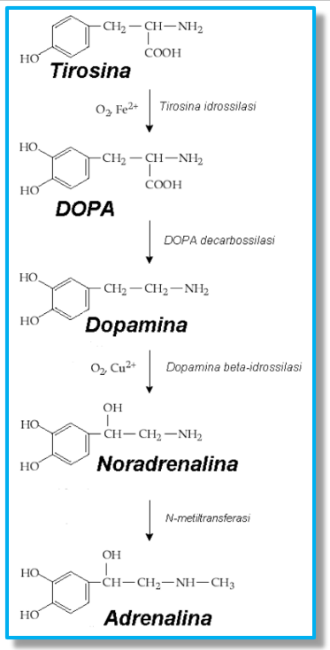 levodopa